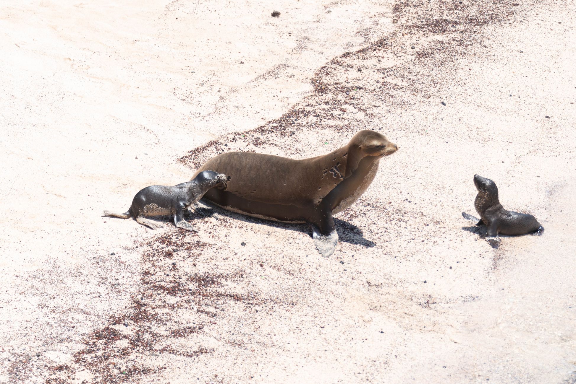 Vogelgriep doodt driekwart zeeolifantenpups op Australisch eiland