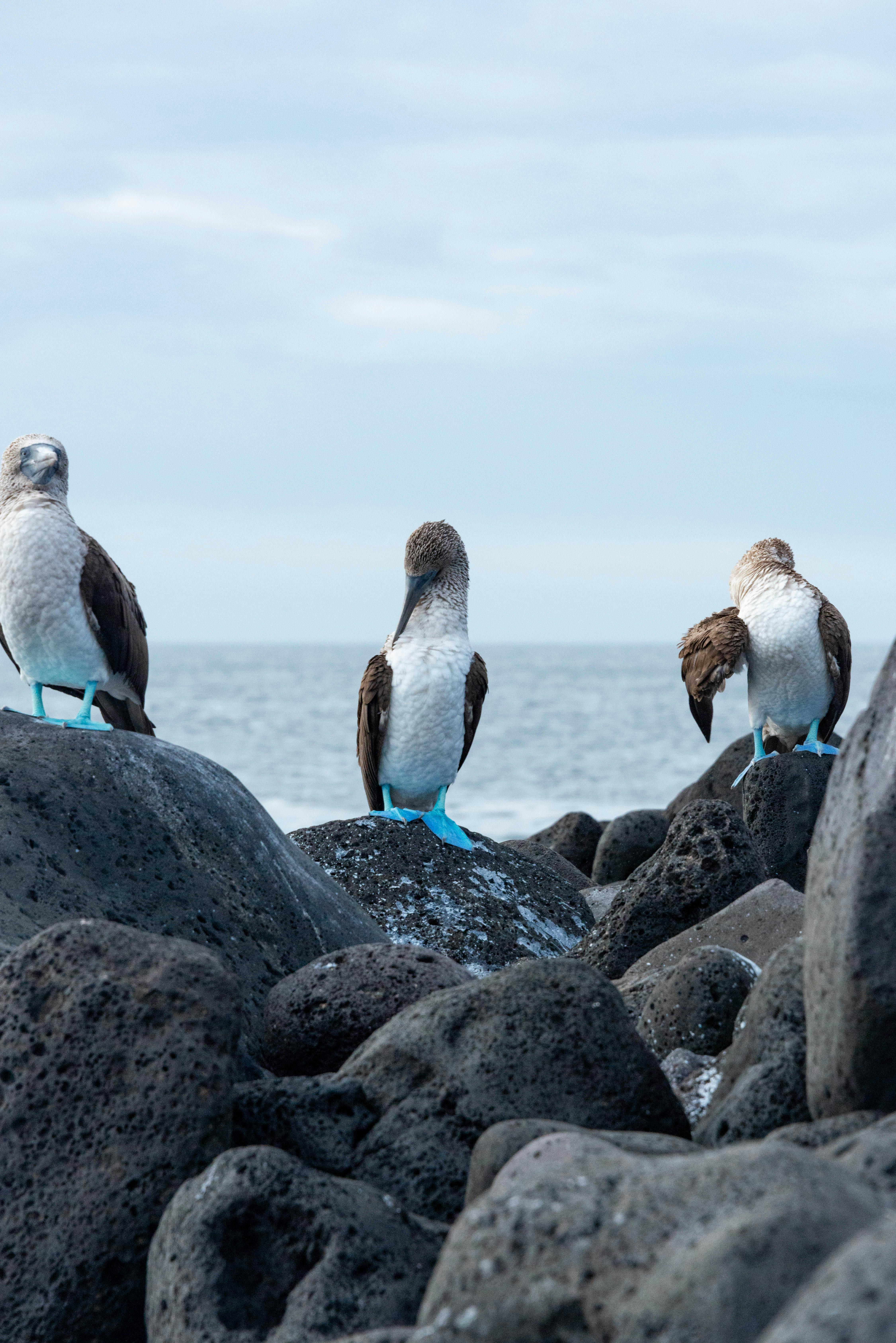 Marine Birds on Rocks · Free Stock Photo