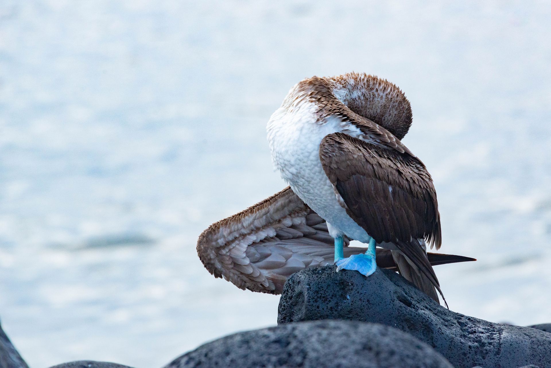 Close-up of a blue-footed booby preening on a rock by the sea in Galápagos.