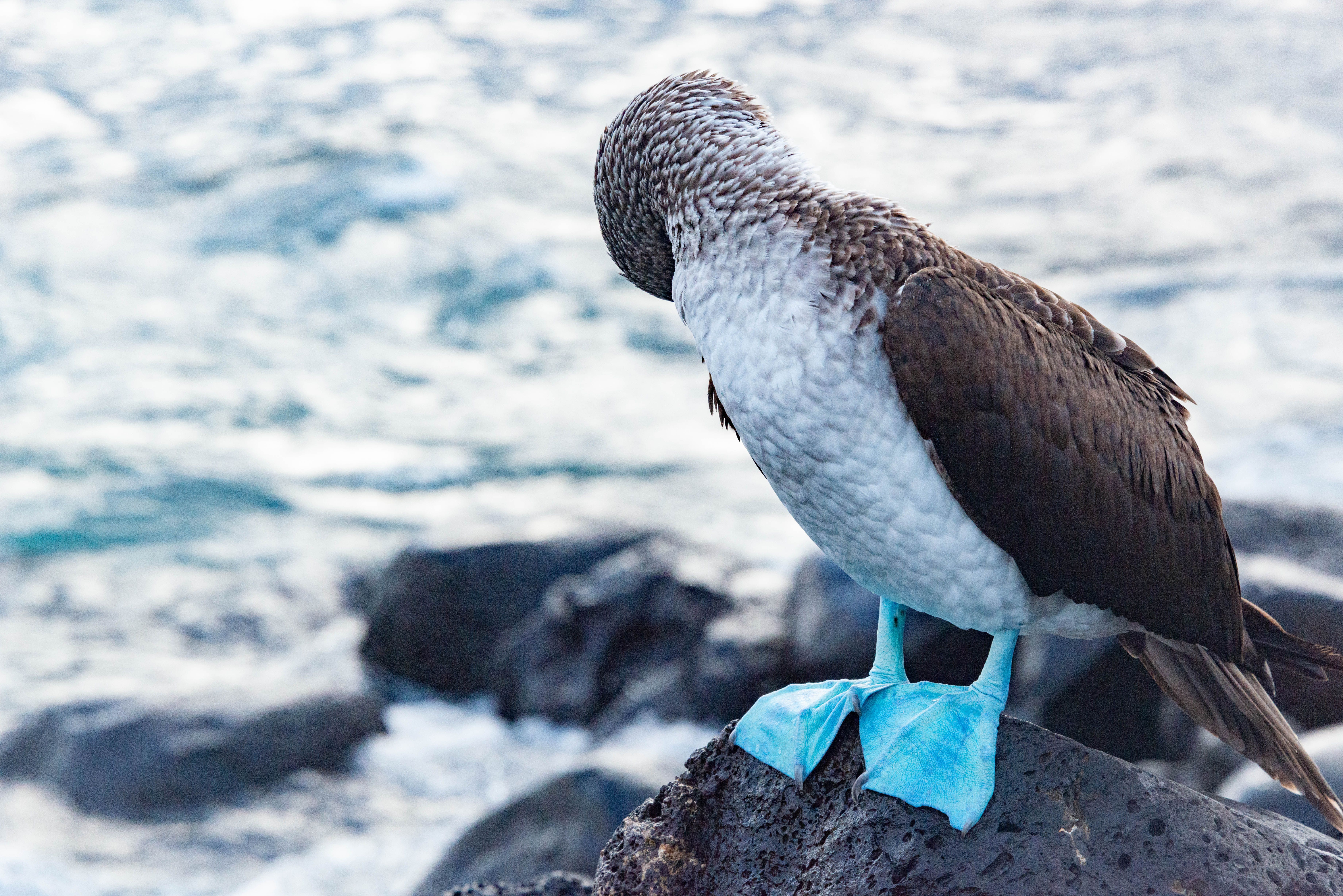 Galápagos