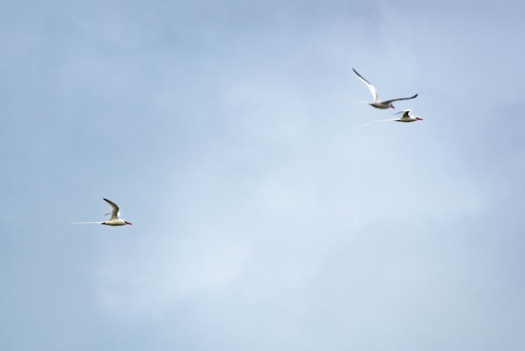 Birds In Flight 