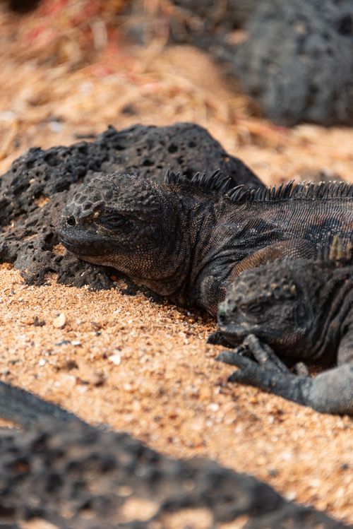 Free Close-up of marine iguanas resting on black volcanic rocks in the Galápagos. Stock Photo