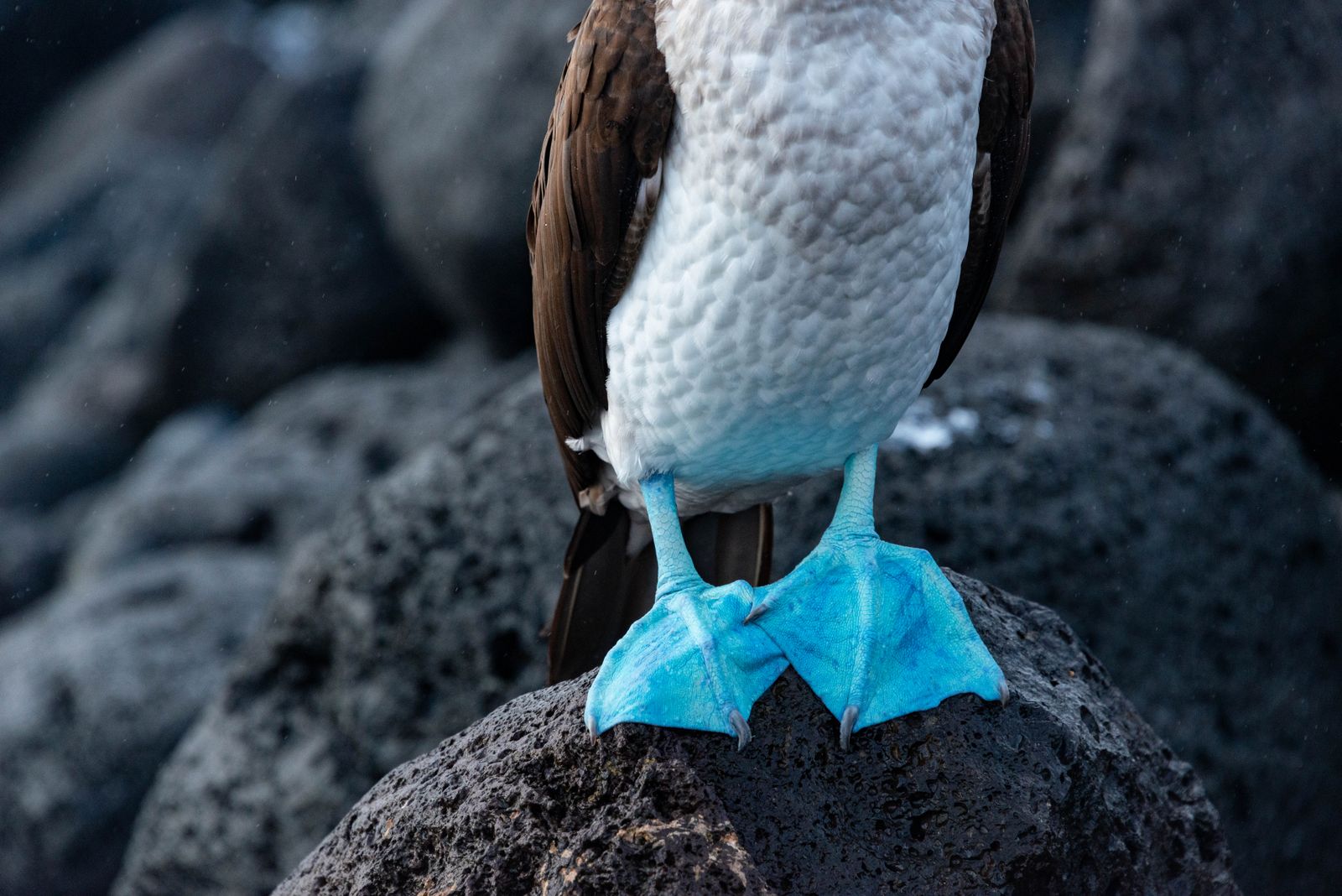 Close-up of a blue-footed booby's vivid turquoise webbed feet on volcanic rock