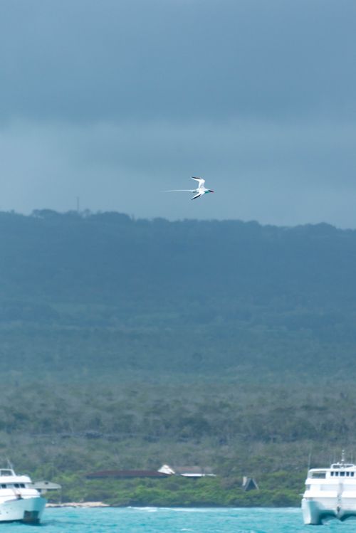 Free A seabird soaring above the waters with boats in the Galápagos, Ecuador. Stock Photo