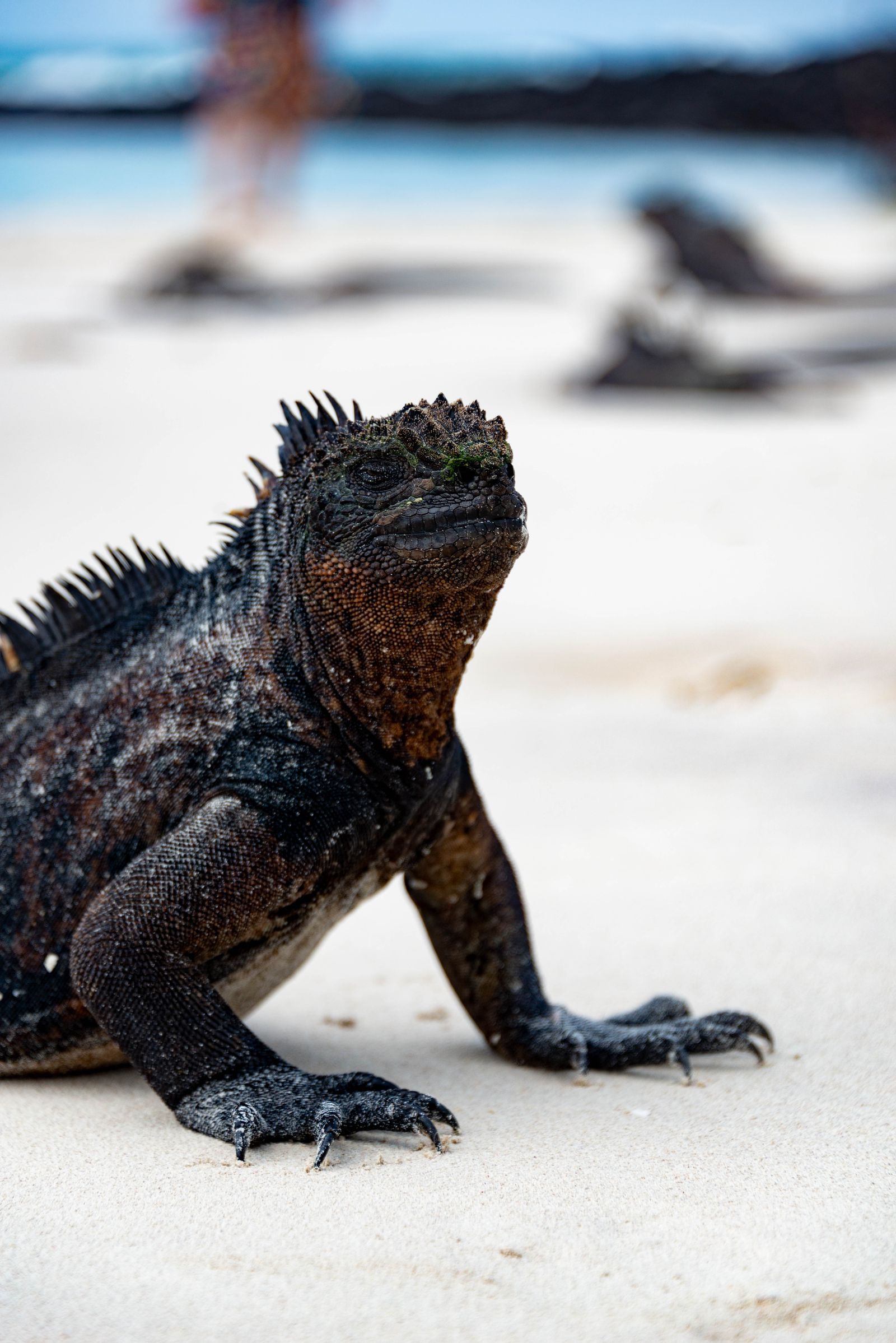 A marine iguana on a white Galápagos beach, salt crystals on its spiny crest