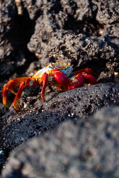 Close-up of a Sally Lightfoot Crab in vibrant red on rocky shores of the Galápagos Islands.