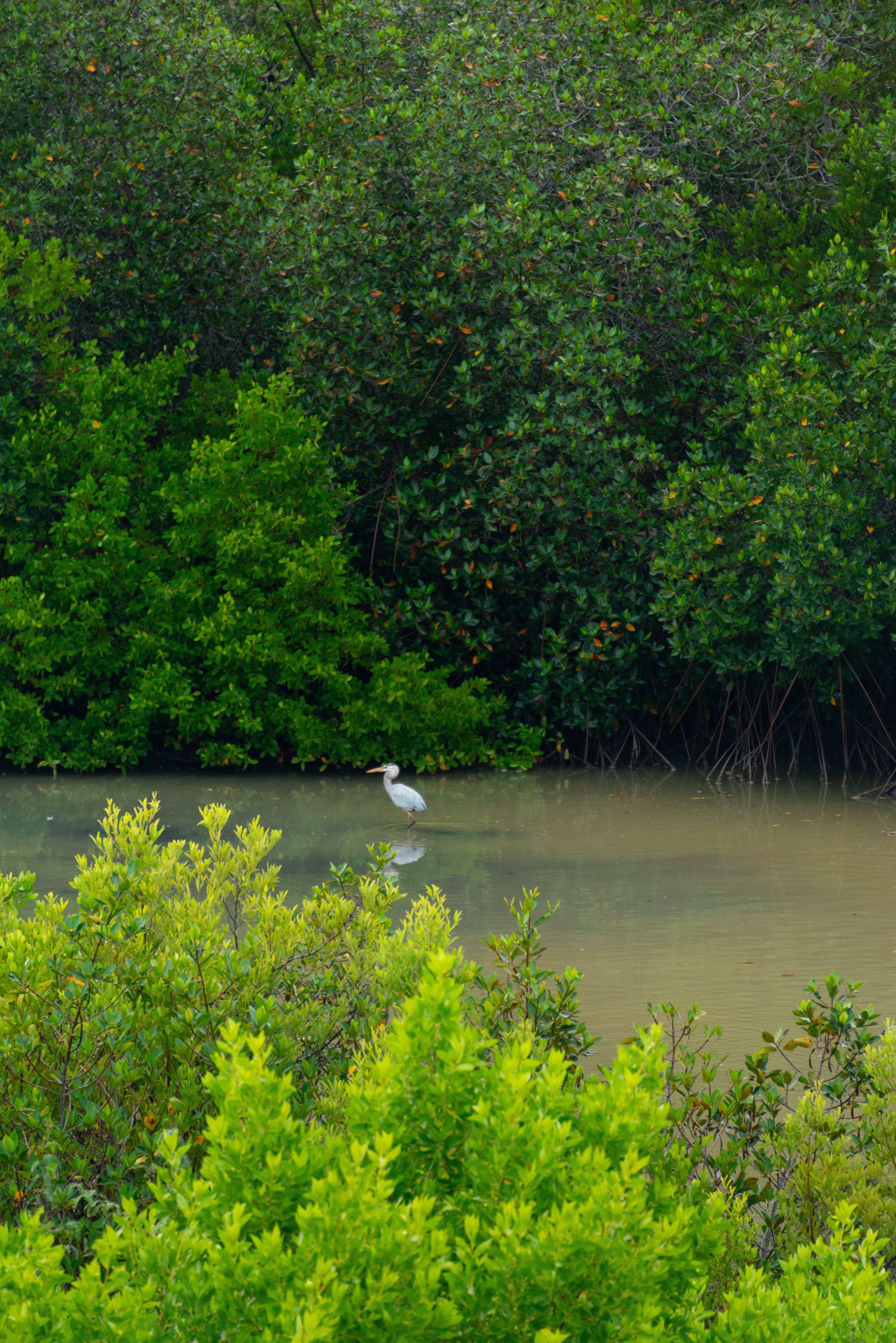 Au cœur de la mangrove