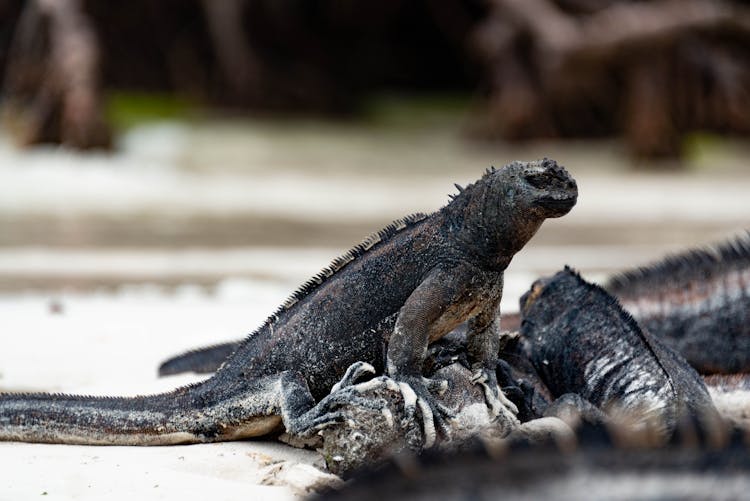 Close Up Of Black Iguanas