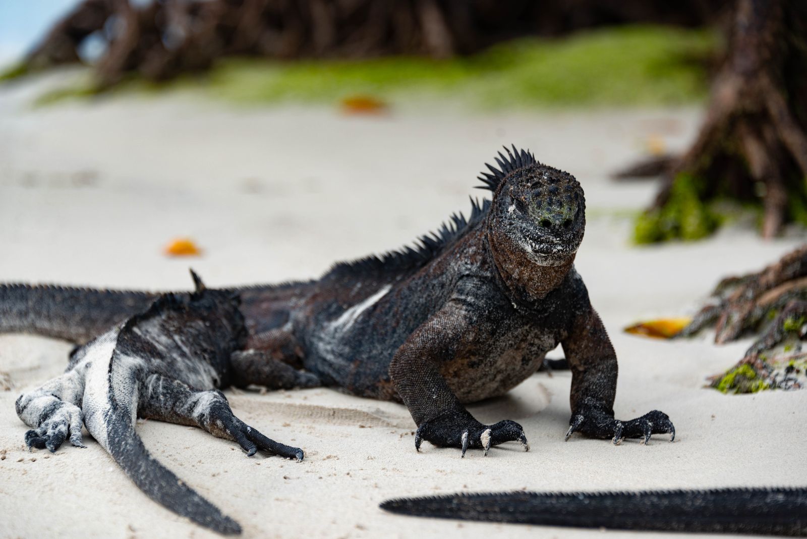 Marine iguanas resting on the pale sand of a Santa Cruz beach