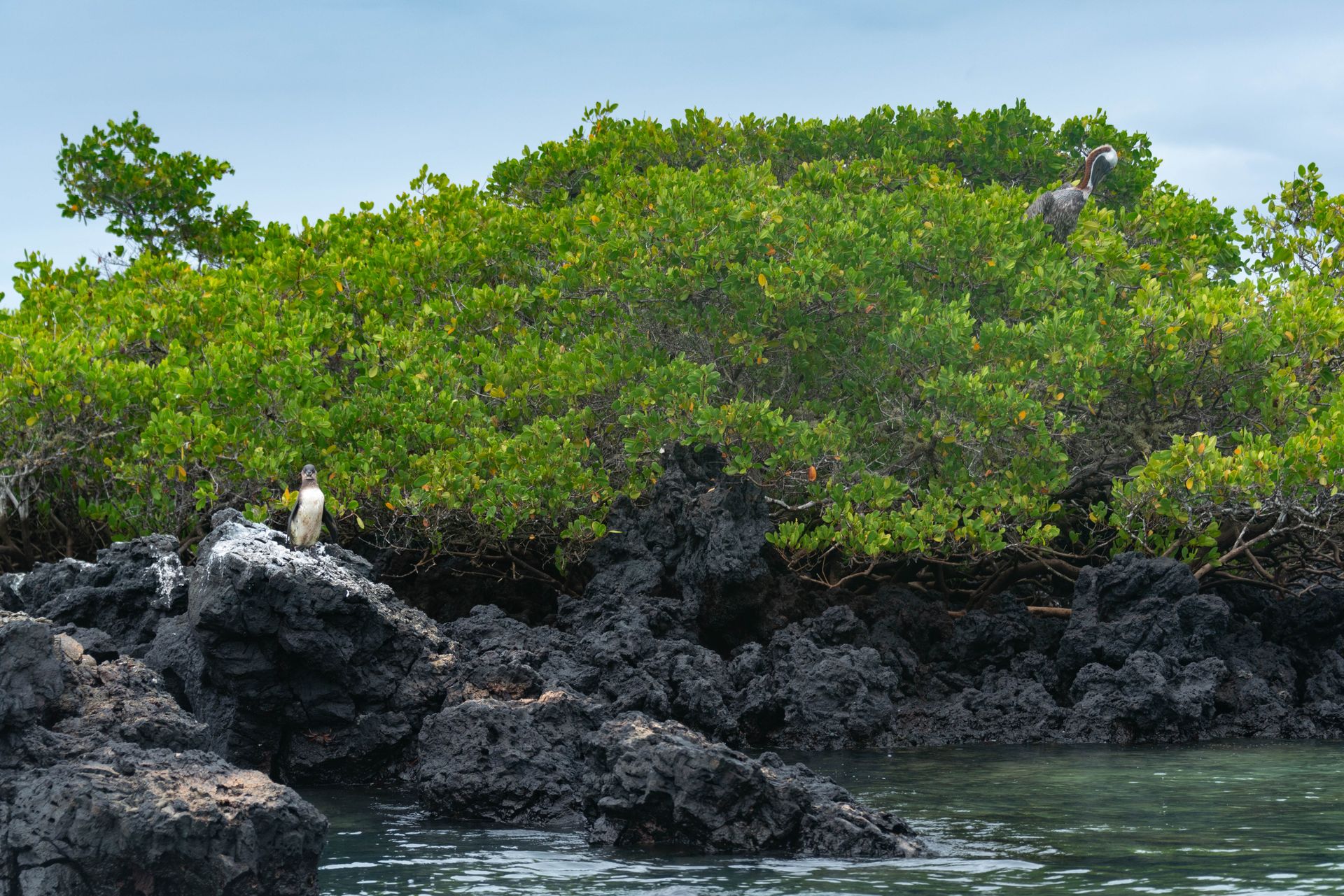 Pristine shores and volcanic terrain define our exclusive Ecuadorian expeditions