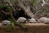 Giant tortoises in Islas Galápagos amid trees and foliage, showcasing unique wildlife.