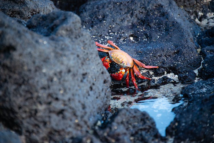 Sally Lightfoot Crab Crawling On Stones At Seashore