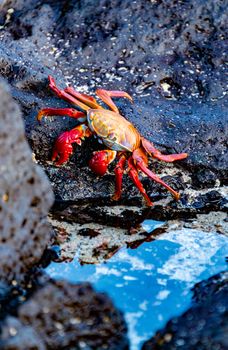 Vibrant Sally Lightfoot crab (Grapsus grapsus) on rocky Galápagos shore.