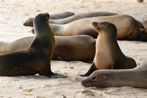 Free Sea lions relaxing on a sandy beach in the Galápagos Islands, Ecuador. Stock Photo