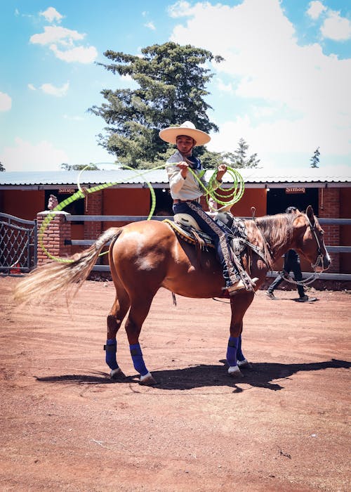 Fotos de stock gratuitas de animal, caballo, gorro