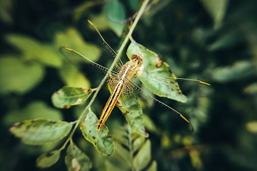 Close-Up View of a Dragonfly Sitting on a Tree Twig