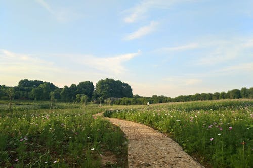 Imagine de stoc gratuită din potecă, primăvară, tufe florale