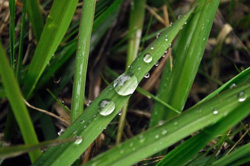 çiğ damlası, küçük çim, sabahın erken saatleri içeren Ücretsiz stok fotoğraf