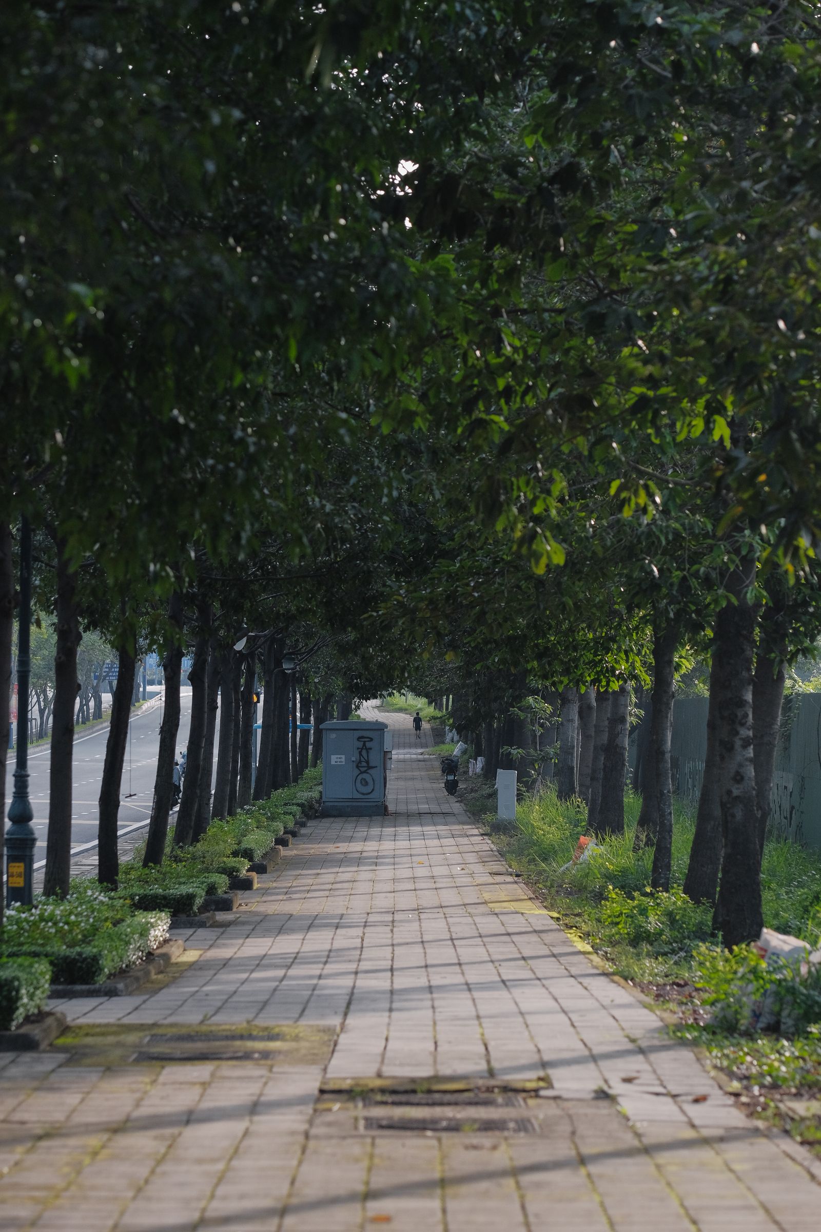 A wide paved footpath running beneath a long row of shady street trees