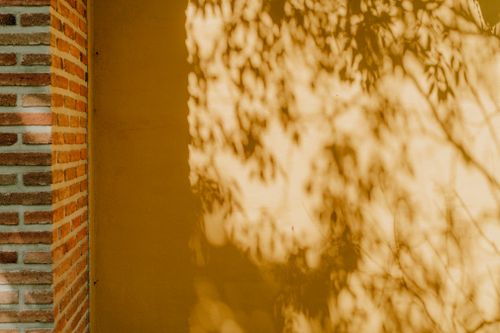 Free Sunlit shadows of branches on a vibrant yellow wall in Mazamitla, Mexico, creates a warm and artistic scene. Stock Photo
