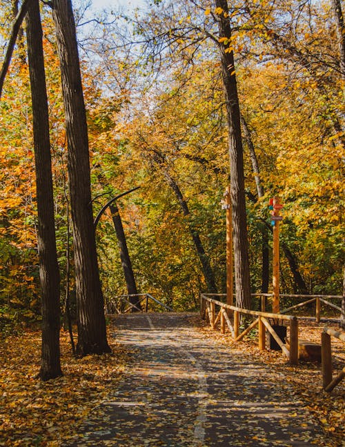 A Walkway between Autumnal Trees in a Park 