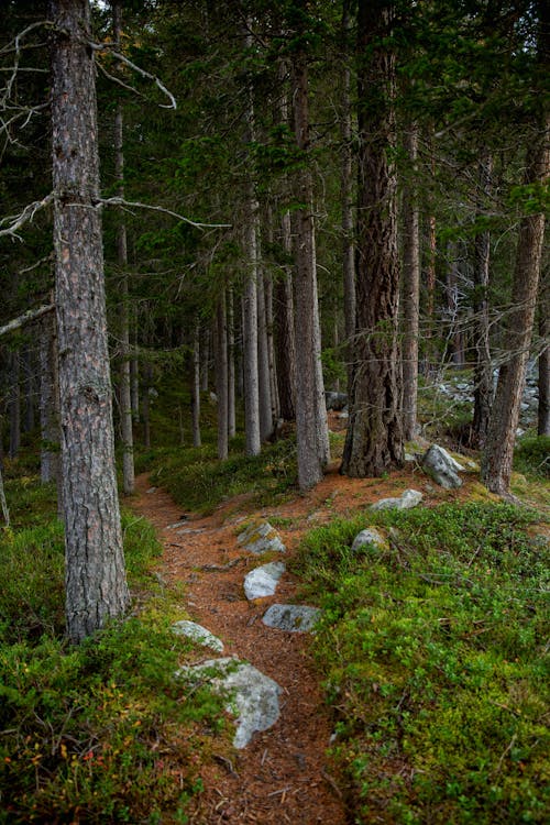 Footpath among Trees in Forest