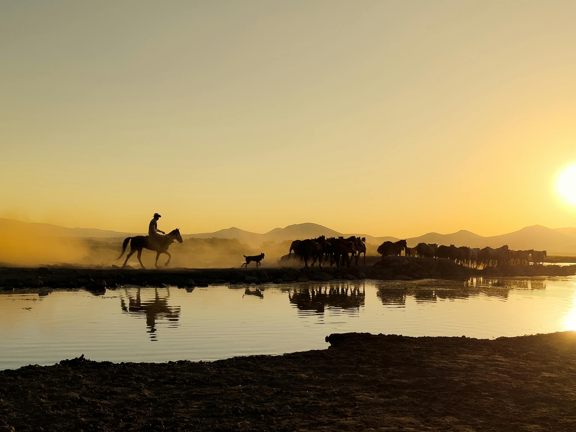 Cowboy with Dog and Horses on Pasture by Water at Sunset