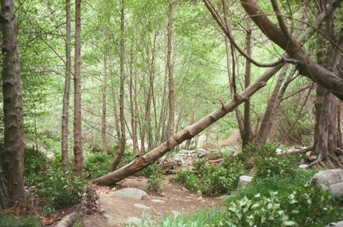 Broken Trees in Deep Forest