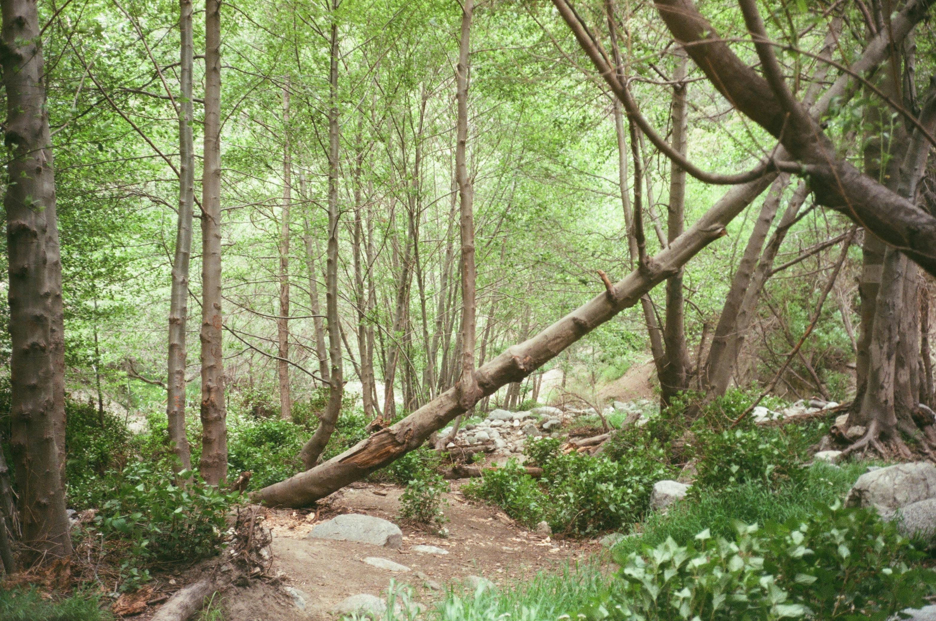 Car on Road in Deep Forest · Free Stock Photo