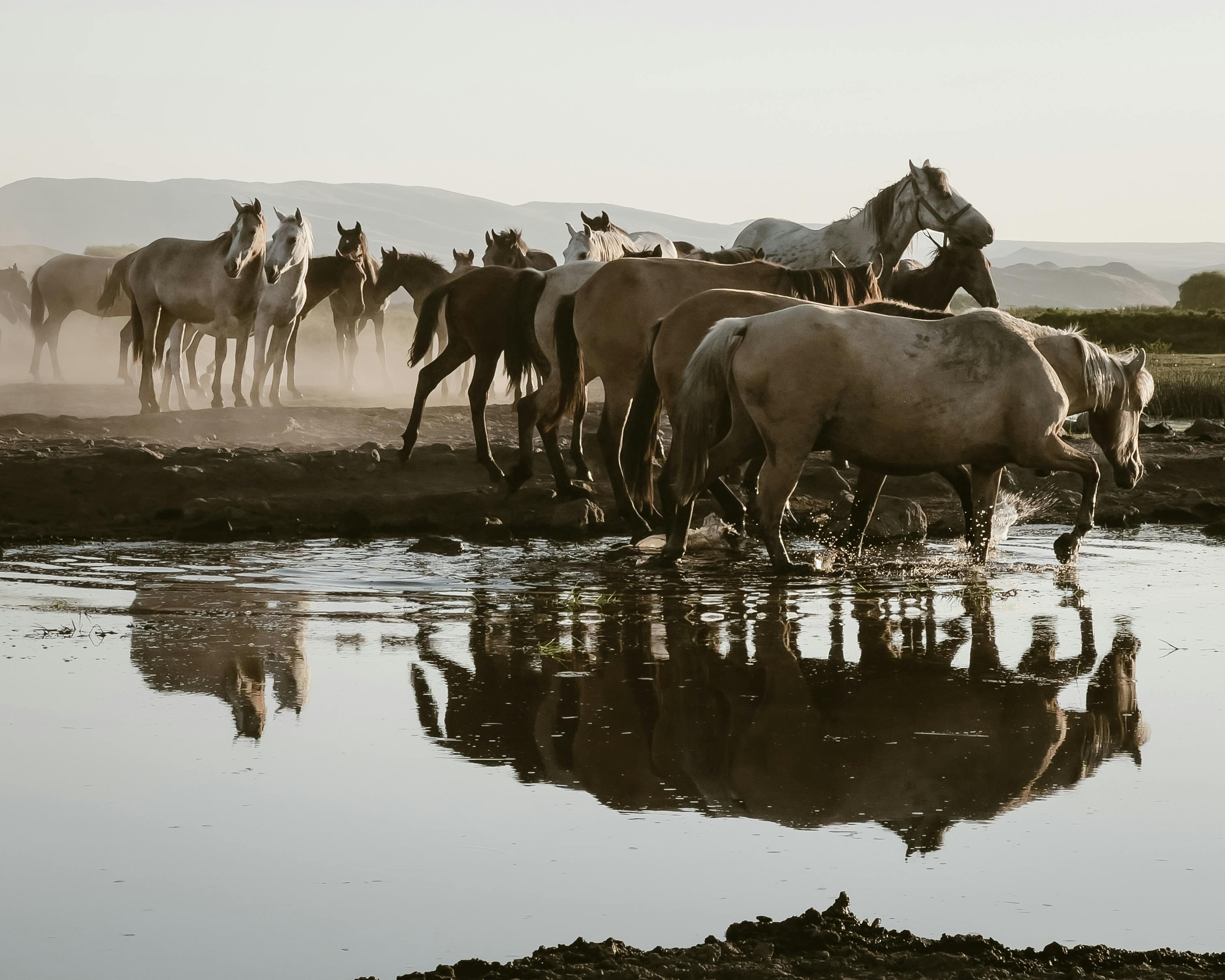 what causes weak horse hooves