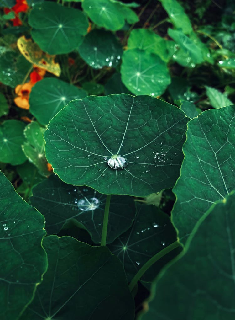 Raindrop On Green Leaves