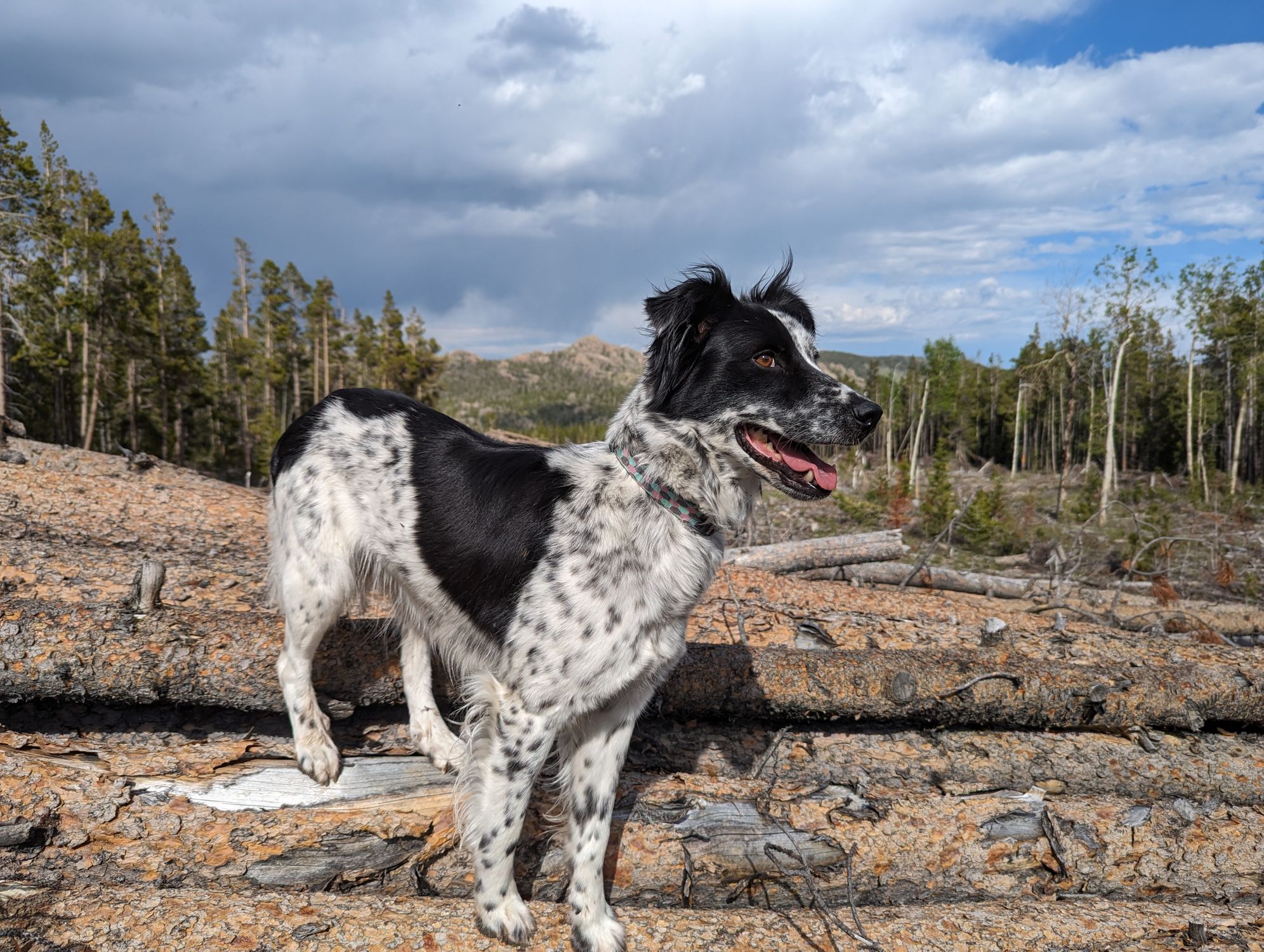 A lively border collie explores a scenic forest near Lander, Wyoming, under a bright sky.