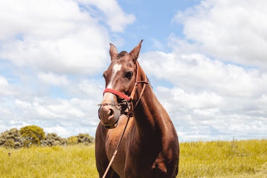 A chestnut horse with a red halter standing in a grassy rural field under a blue sky.
