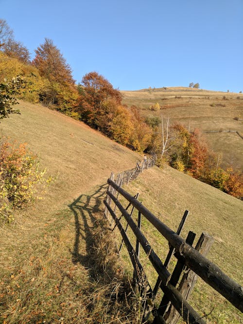 Foto profissional grátis de áreas, árvores, campo