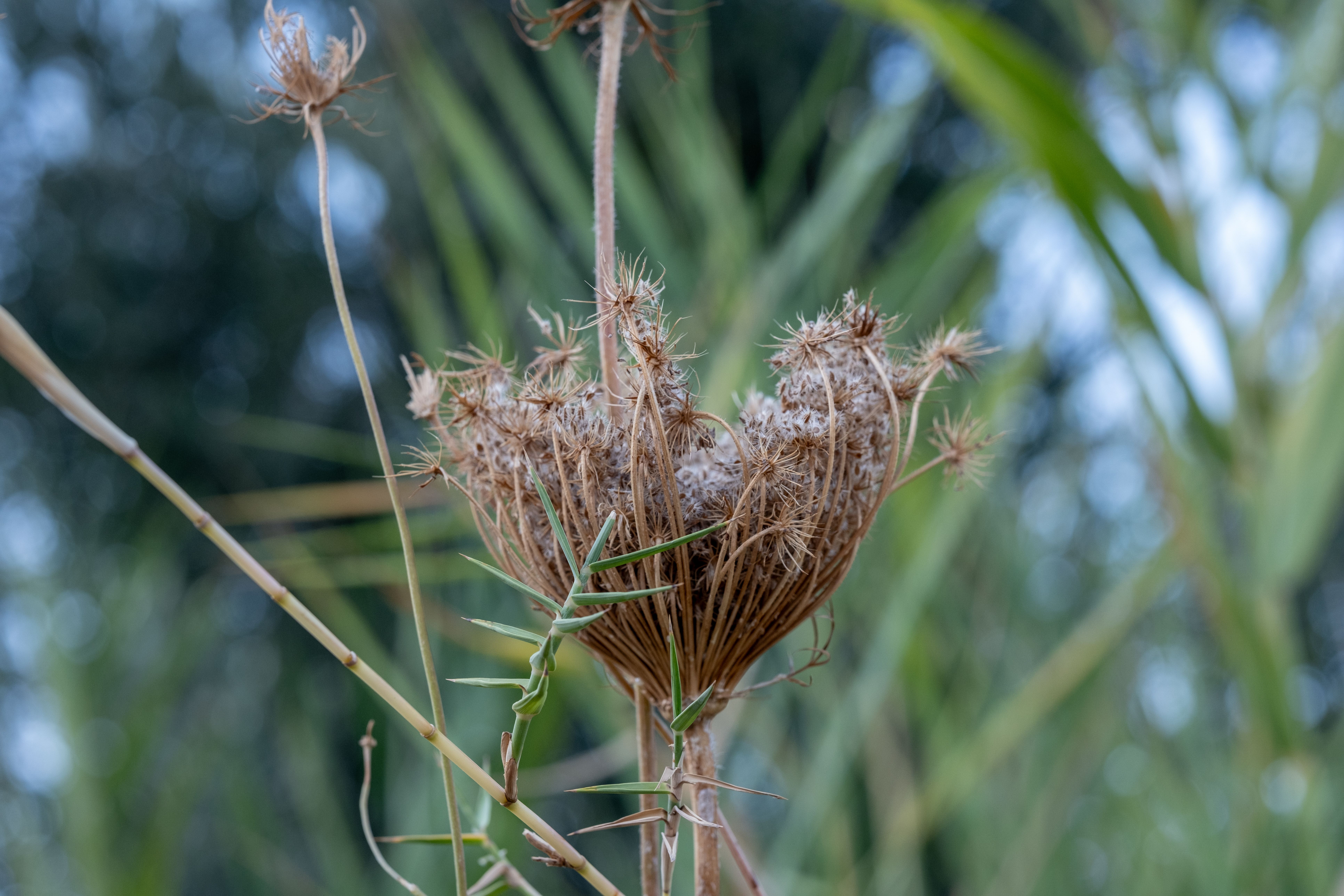 Wild Carrot Seed Botanical Photo