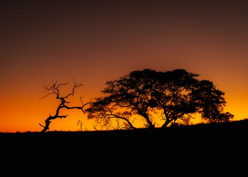 Základová fotografie zdarma na téma malebný, oranžová barva, rozbřesk