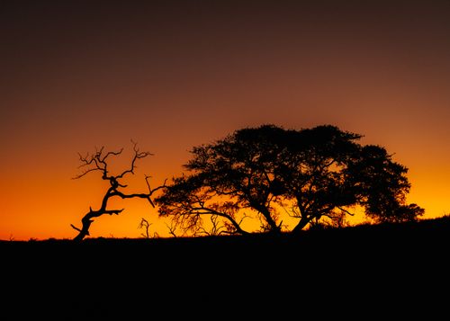 Free Captivating silhouette of trees framed by a stunning orange sunset, creating a serene and scenic atmosphere. Stock Photo