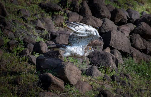 Close up of Eagle on Rocks