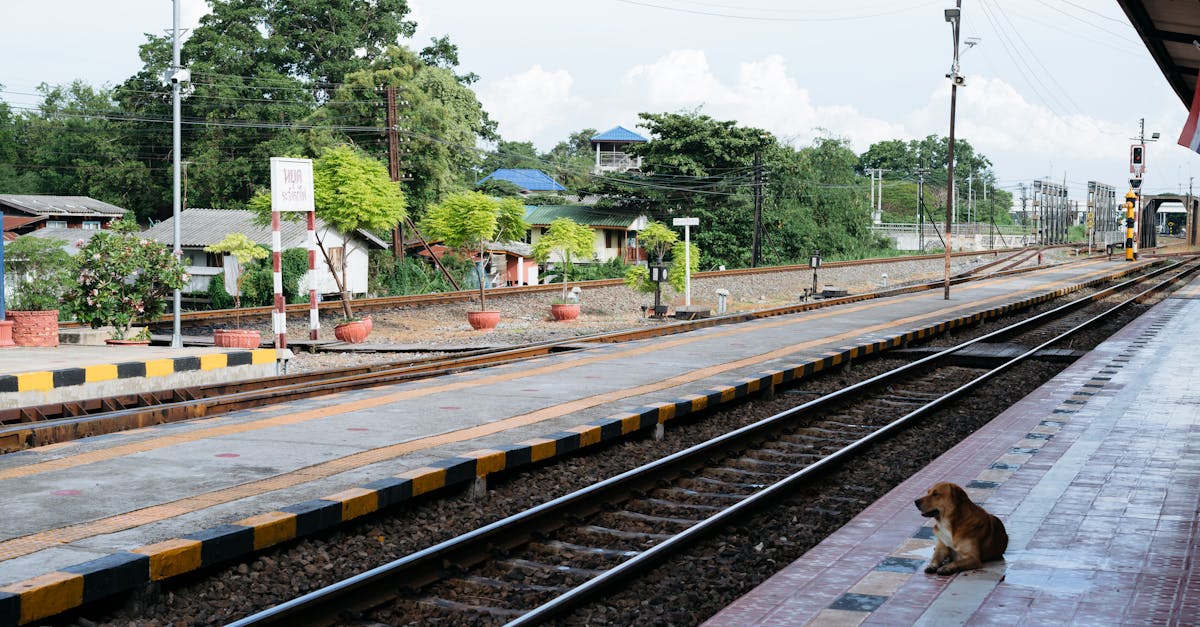 A dog sitting on the train tracks waiting for the train to arrive