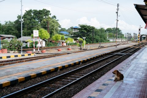OUIGO chien 2026 : 10 € le trajet, muselière et amendes SNCF