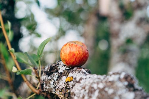 Free A vibrant red apple sits on a rustic branch amidst lush greenery, showcasing nature's beauty. Stock Photo