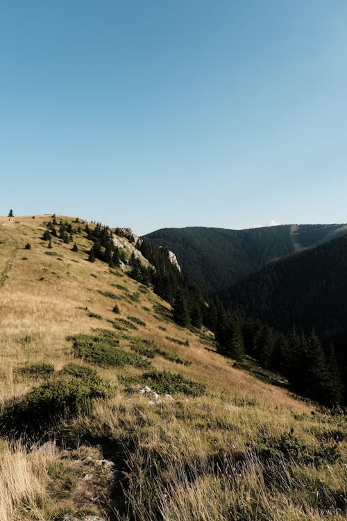 Fotos de stock gratuitas de brillante, cerros, césped