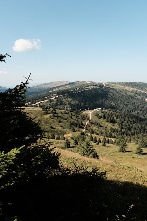 Rolling Hilly Landscape with Conifer Trees