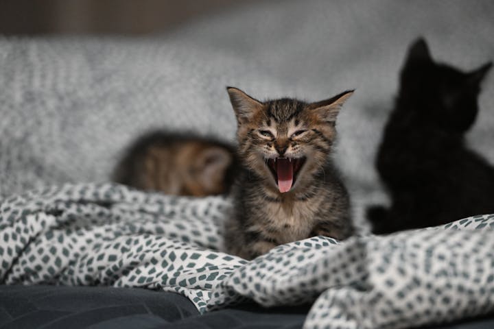 Adorable yawning tabby kitten lying on cozy, patterned bedding with other kittens.