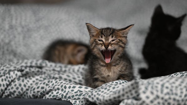 Adorable yawning tabby kitten lying on cozy, patterned bedding with other kittens.