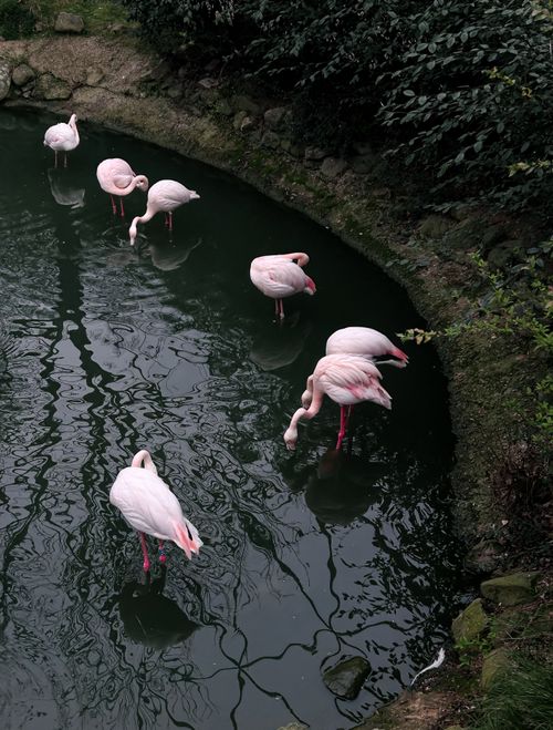 Free A peaceful scene of pink flamingoes resting in a pond, reflecting their image. Stock Photo