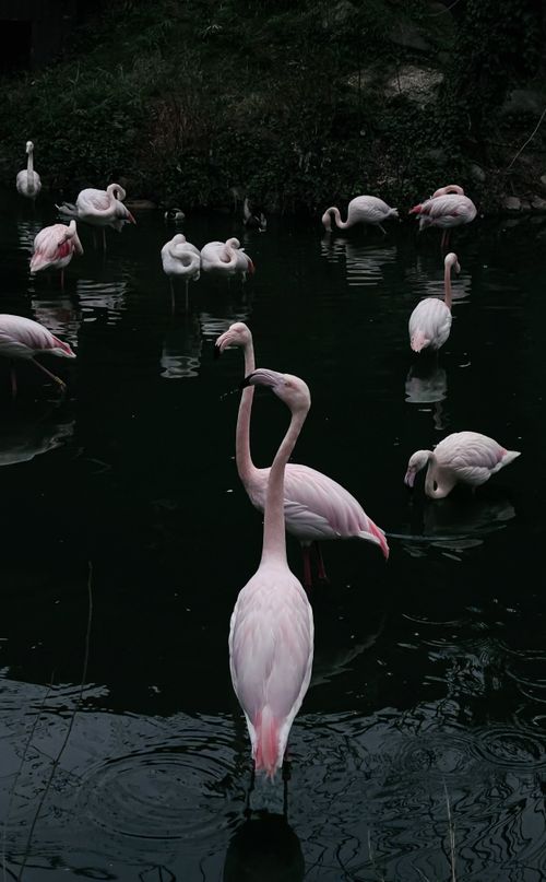 Free A serene scene of flamingoes resting in a Bursa pond, reflecting natural elegance. Stock Photo