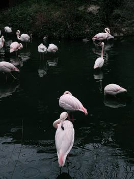 flamingo photo