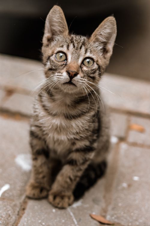 Free Adorable tabby kitten sitting on a city street, looking curious. Perfect for animal lovers. Stock Photo