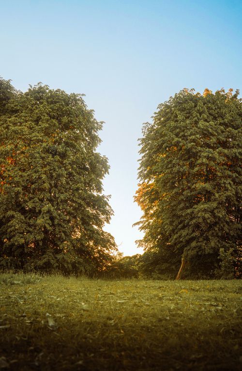 Free Tranquil view of sunset between two lush trees in countryside of Shumilino, Belarus. Stock Photo